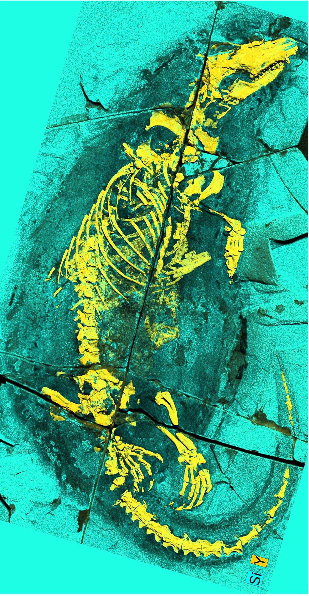 An image of a fossil with various colors.