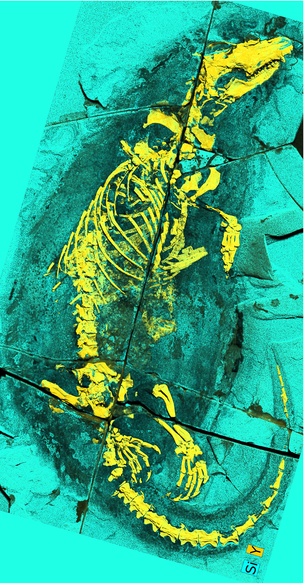 An image of a fossil with various colors.