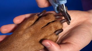 Owner clipping dog's nails