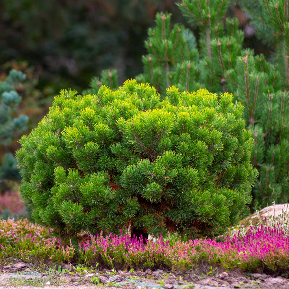 Dwarf Mugo Pine Shrub