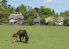 Where horses meet houses.