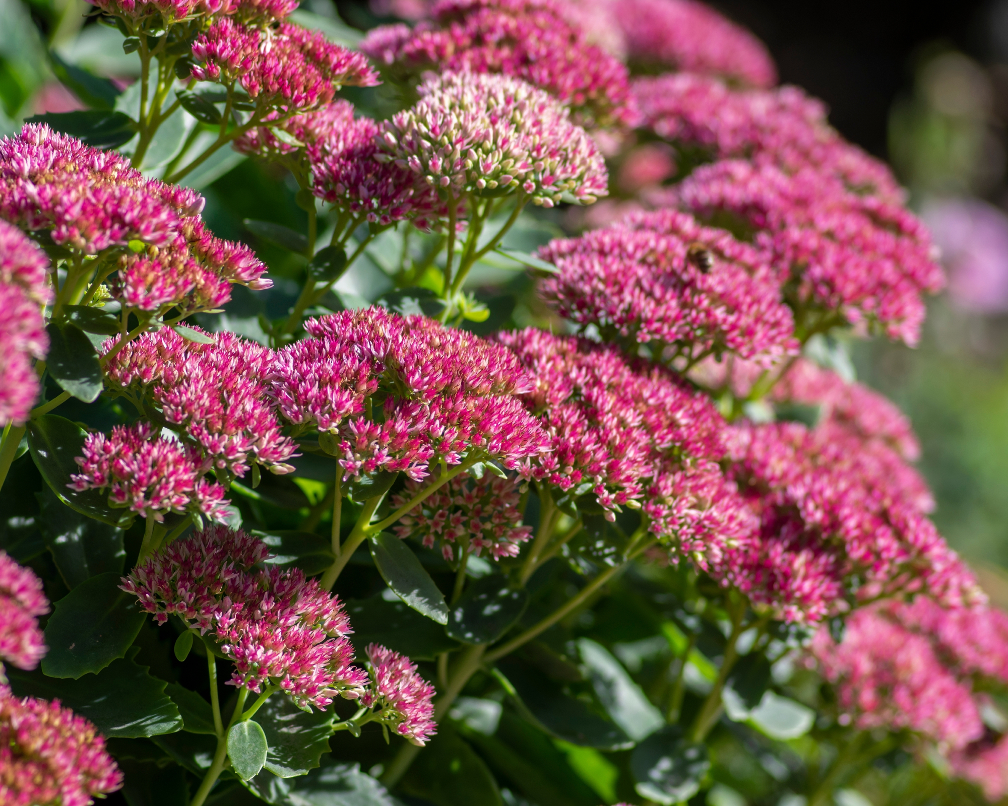 sedum autumn joy flowers