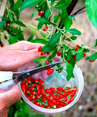 goji berries being harvested in the fall