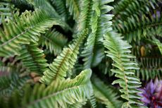 Drooping Leaves On Boston Fern Plant