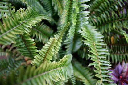 Drooping Leaves On Boston Fern Plant