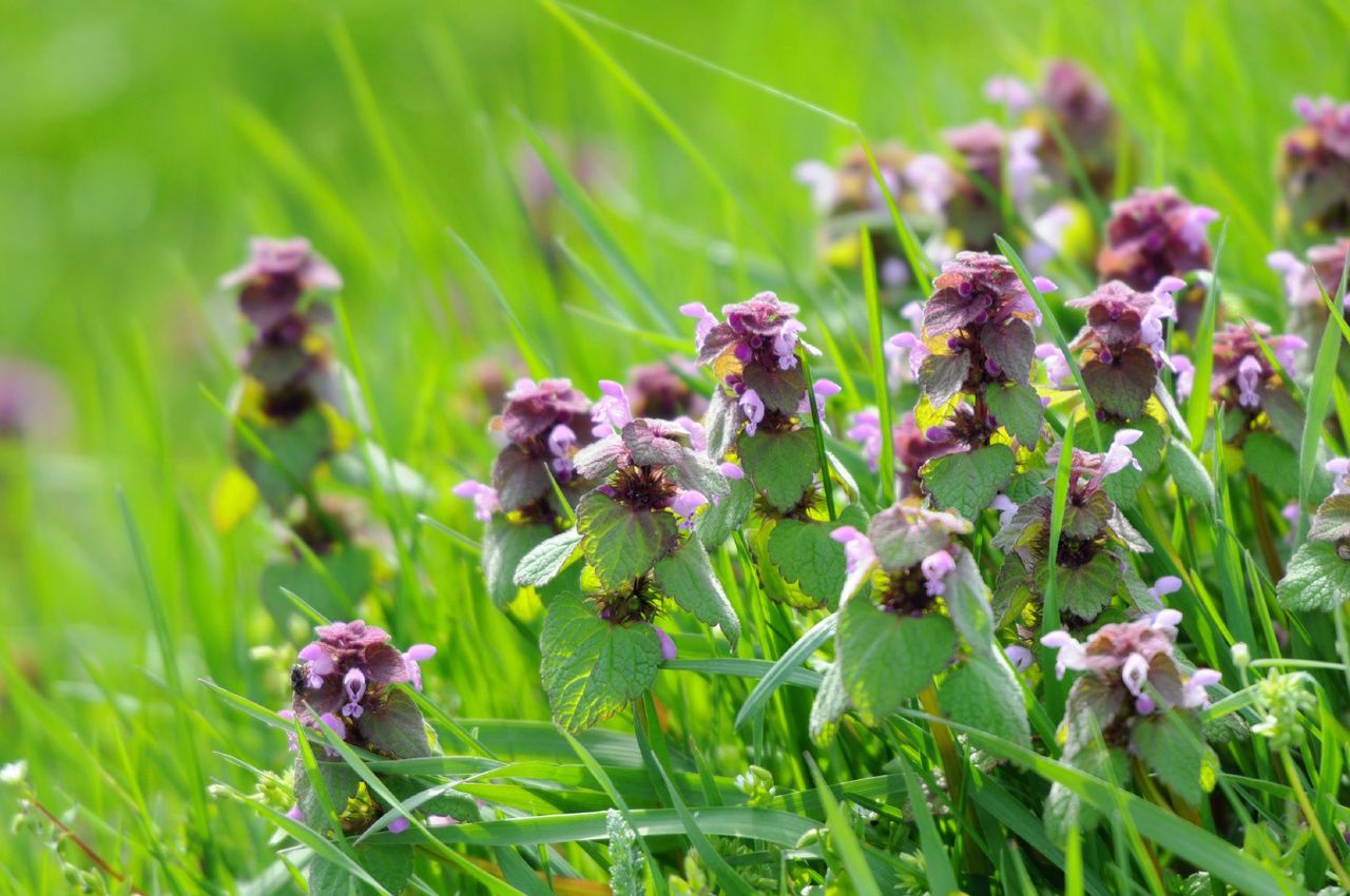 Deadnettle Weeds In Grass