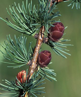 Tamarack branch with cones