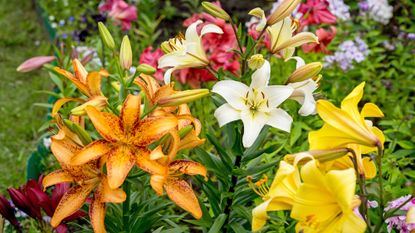 When to plant bulbs – orange, yellow, pink and white lilies with other bulb flowers