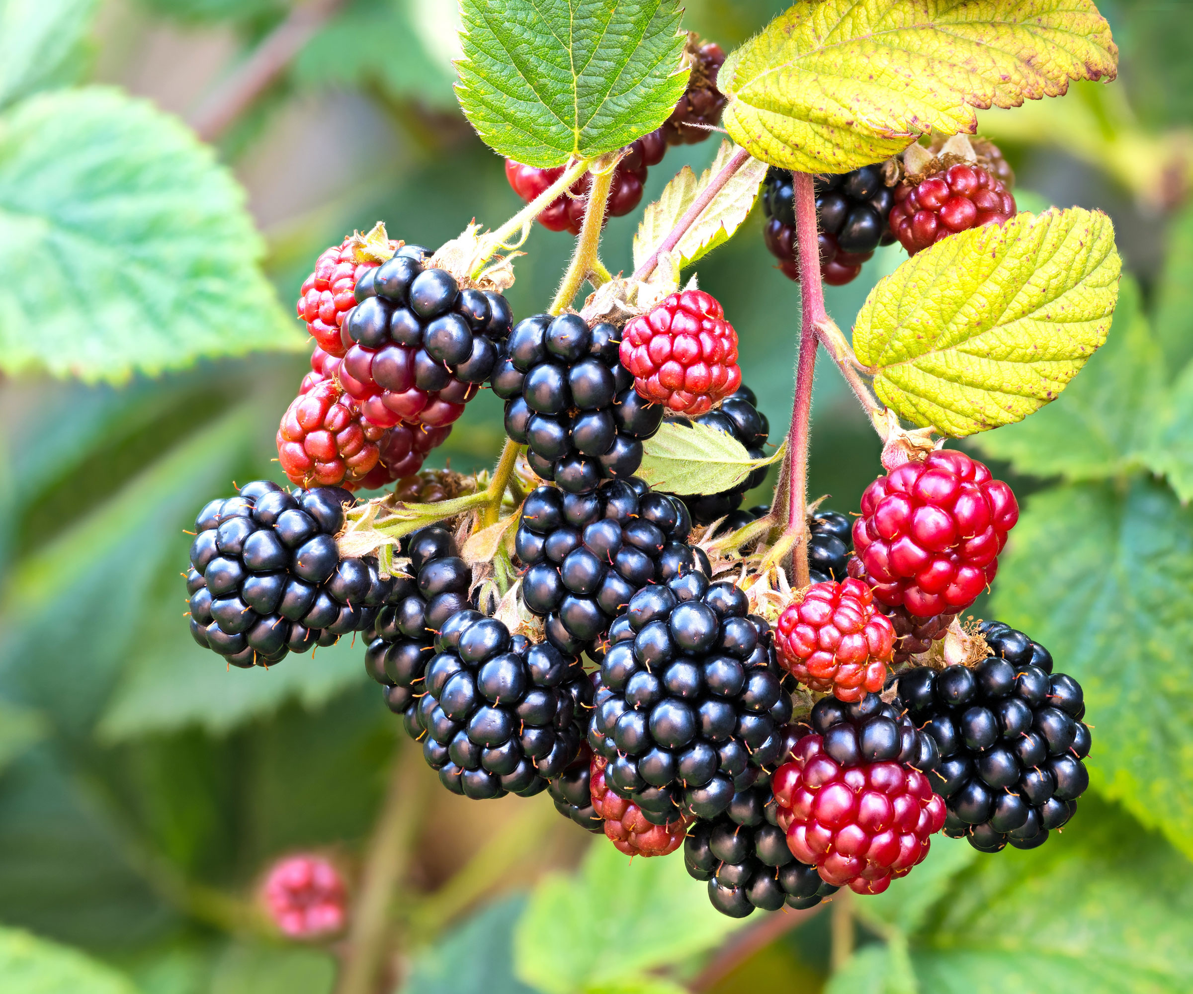 blackberry plants with black and red fruits