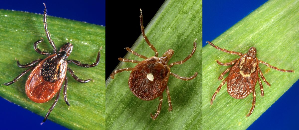 The blacklegged tick (Ixodes scapularis), lone star tick (Amblyomma americanum), and American dog tick (Dermacentor variabilis) all found themselves damaged by permethrin in clothes.