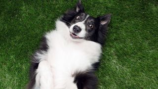 Easy ways to teach your dog new tricks — black and white dog lying down on grass