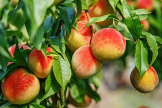 Ripe peaches growing on a tree