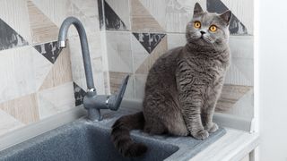British Shorthair cat sitting on counter by sink