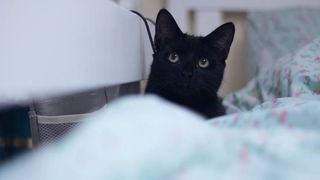 cat makes the bed