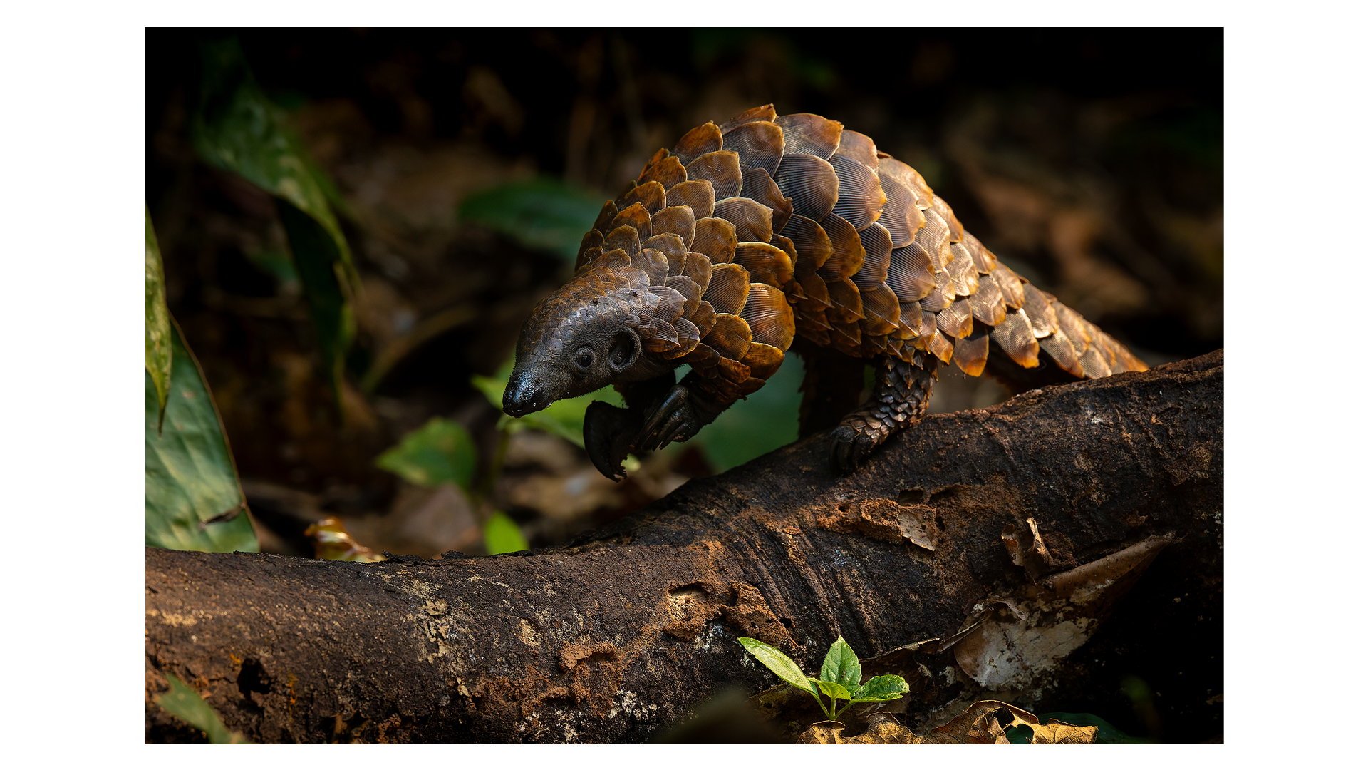Photograph of a black-bellied pangolin, taken in the Sangha Lodge, Dzanga Sangha, Central African Republic, by wildlife photographer Marlon du Toit from South Africa. 