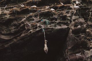 A bird captured in the netting of fishing debris hanging from a cliff.