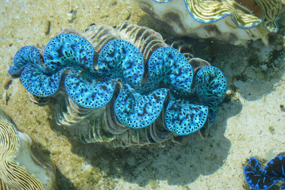 clams underwater