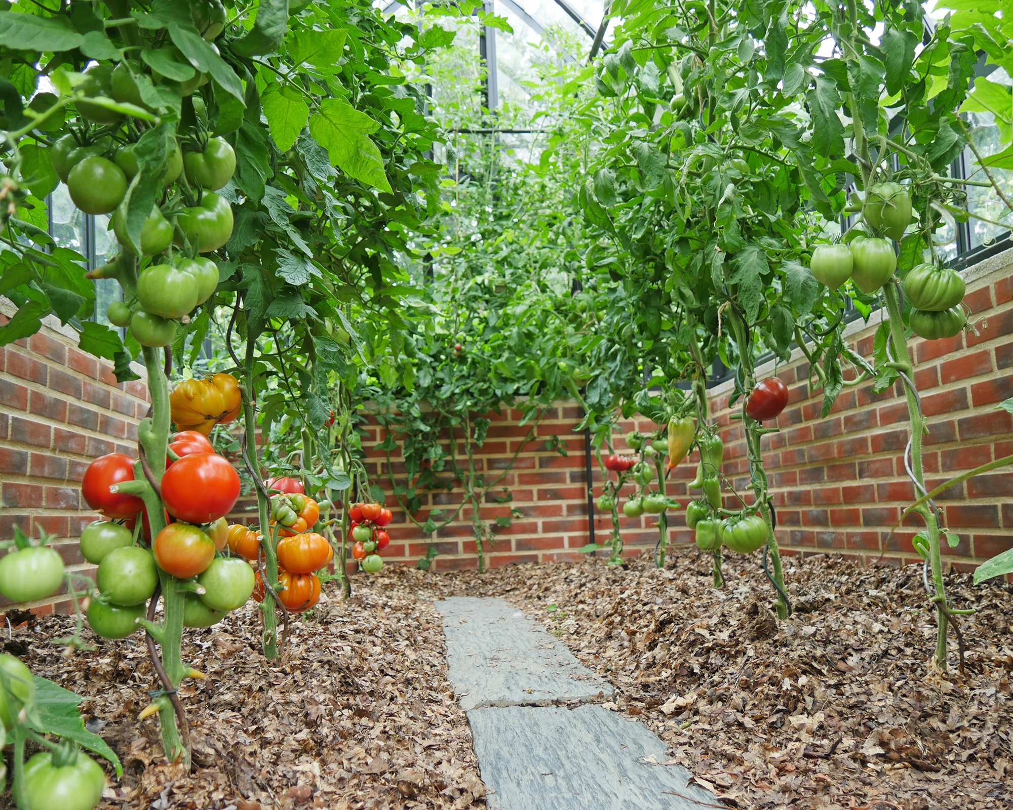 Tomato plants in greenhouse mulched with shredded leaves
