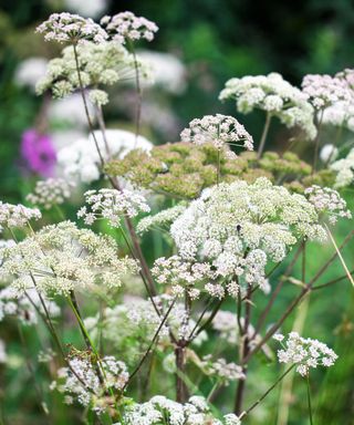 The white flowers of Anthriscus sylvestris known as cow parsley in a garden