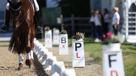 Close up of horse in dressage test riding next to white boards and arena letters