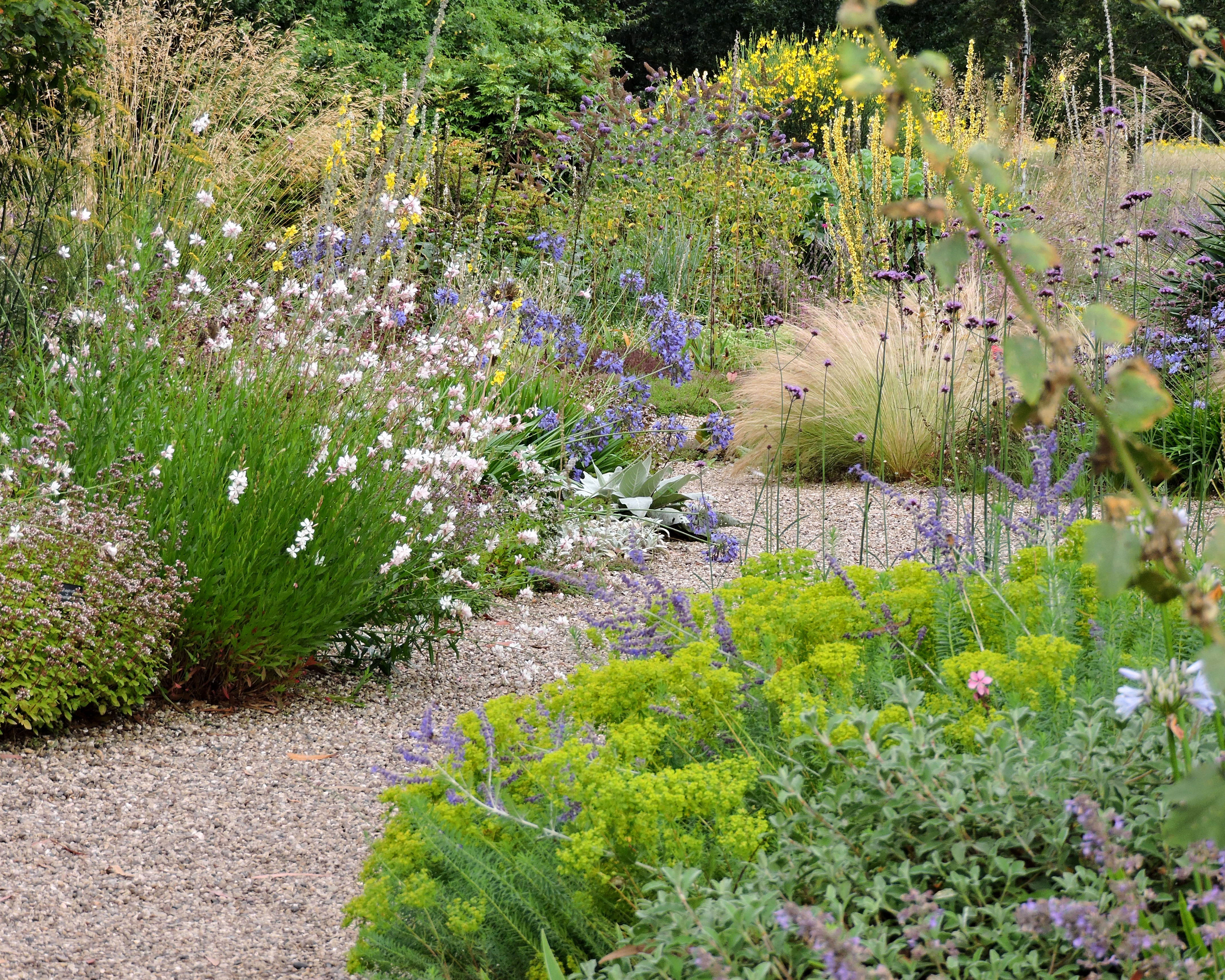plants and flowers in a gravel garden