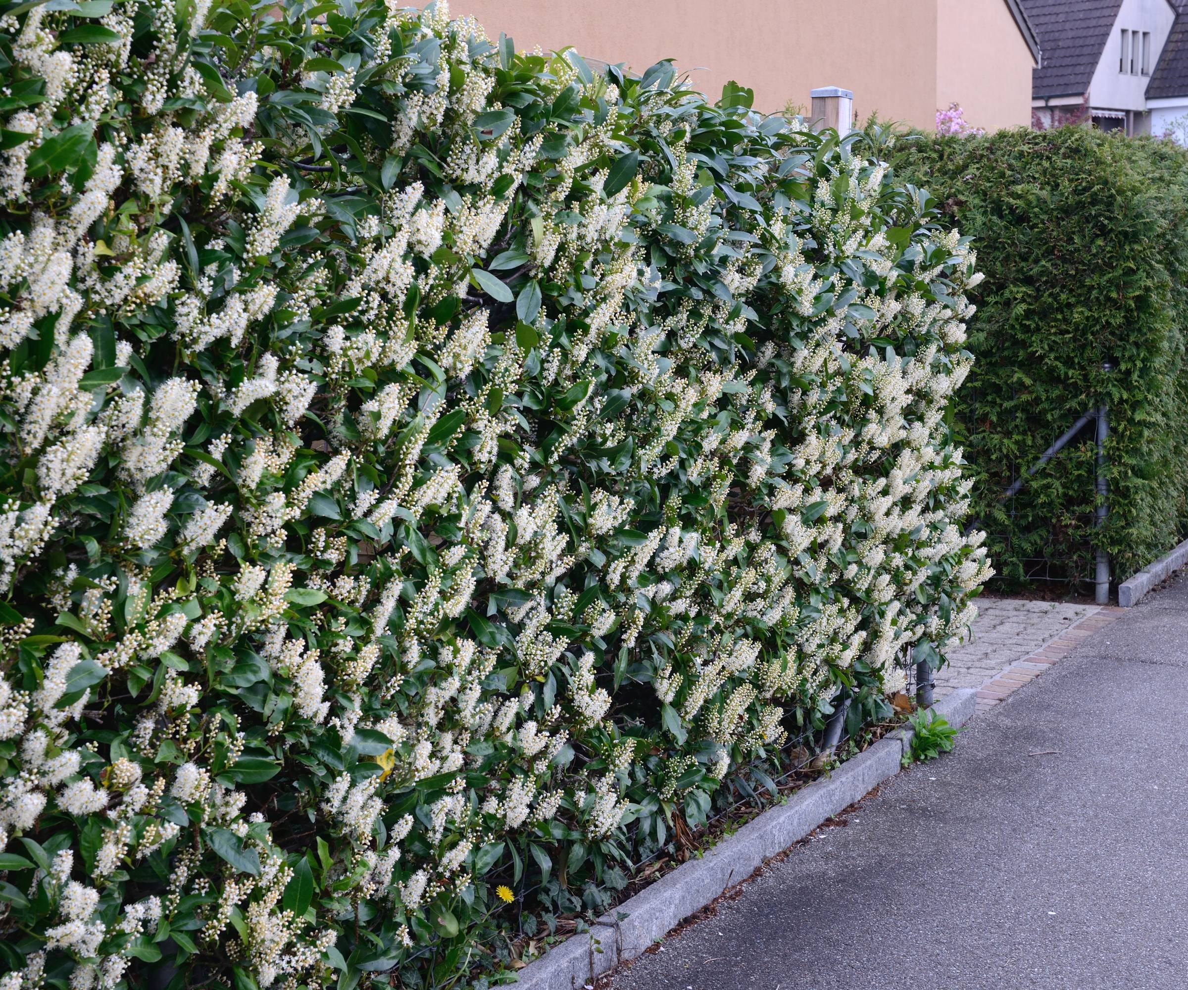 Cherry laurel hedge with lots of white flowers