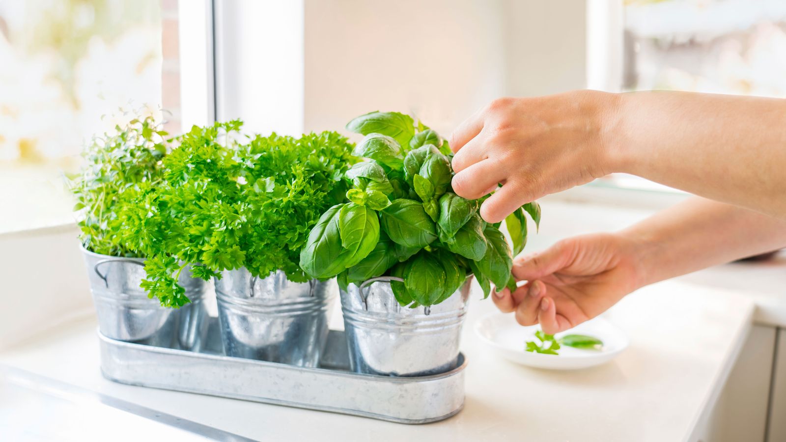 How to grow basil: successfully indoors and outside | Homes and Gardens