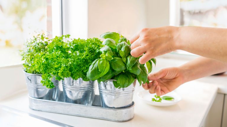 growing herbs indoors in zinc pots and picking basil leaves