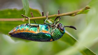 Jewel beetle in Thailand.