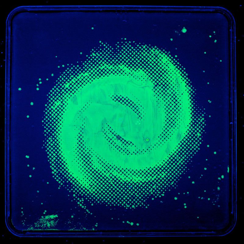 Artist and former microbiologist Zachary Copfer uses bacteria, given genes that make them fluorescent, to create images, such as this one of the Milky Way Galaxy. These pieces were inspired by Carl Sagan&#039;s term &quot;star stuff,&quot; which refers to the concept th