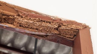 A damaged door frame from termites