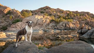 American Bulldog