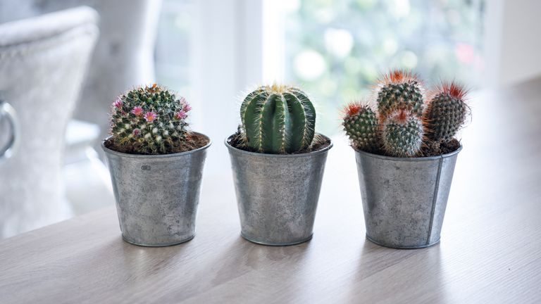 house plants for kitchens: cactus mix from Thompson & Morgan