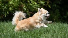 A gene mutation partly responsible for the tiny size of 'toy' dog breeds like Chihuahuas and Pomeranians has been found in 54,000-year-old wolf DNA, highlighting that the potential for small dogs existed long before humans started breeding them.