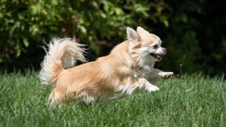 A gene mutation partly responsible for the tiny size of 'toy' dog breeds like Chihuahuas and Pomeranians has been found in 54,000-year-old wolf DNA, highlighting that the potential for small dogs existed long before humans started breeding them.
