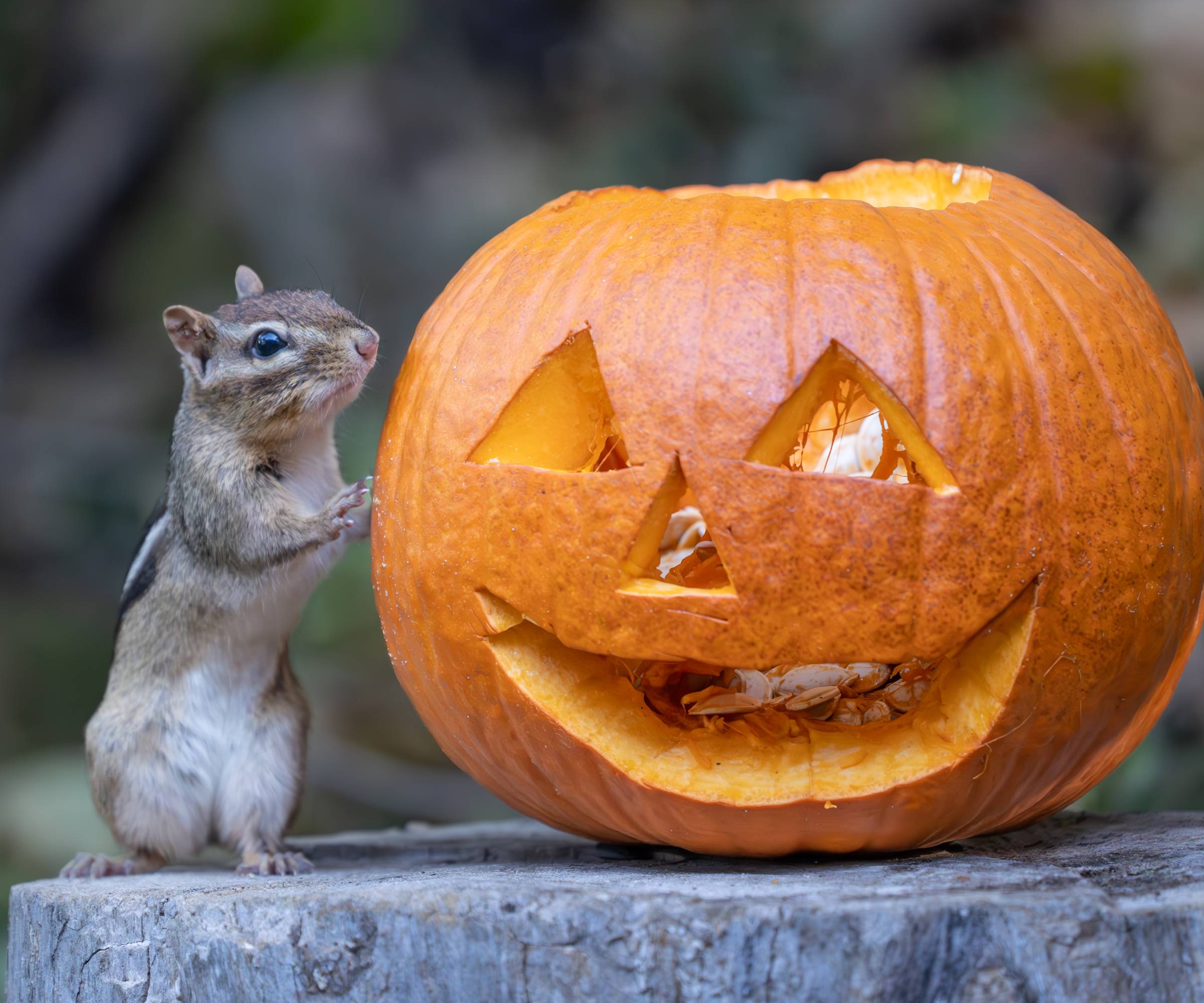 A chipmunk next to a carved jack o lantern