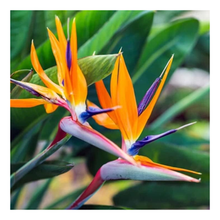 A close-up of a birds of paradise flower