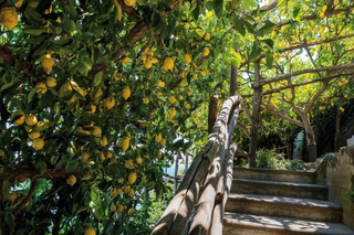 lemon grove