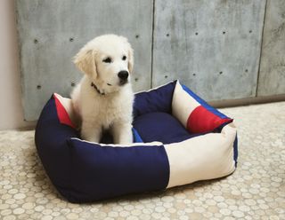 Golden retriever puppy in colourful Hay dog bed