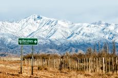 The Vines of Mendoza