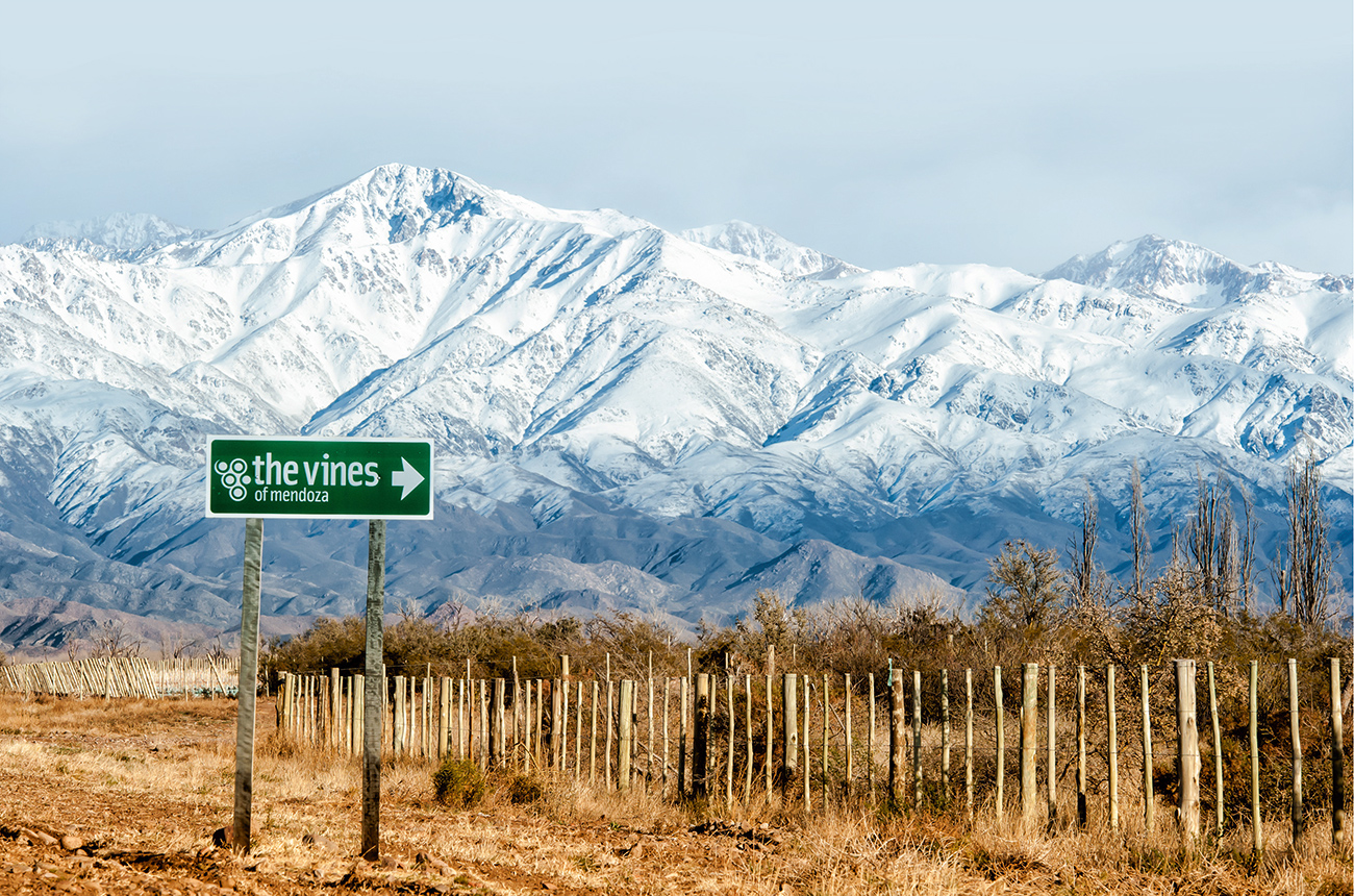 The Vines of Mendoza