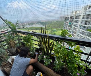 Plants can really help reduce noise levels on urban balconies