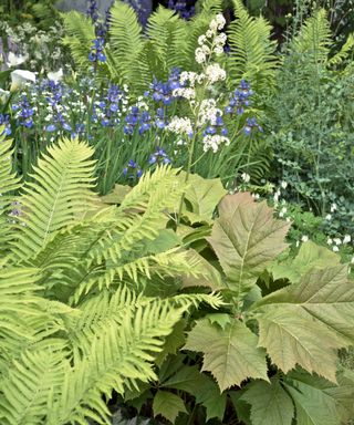 foliage including ferns in flowerbed