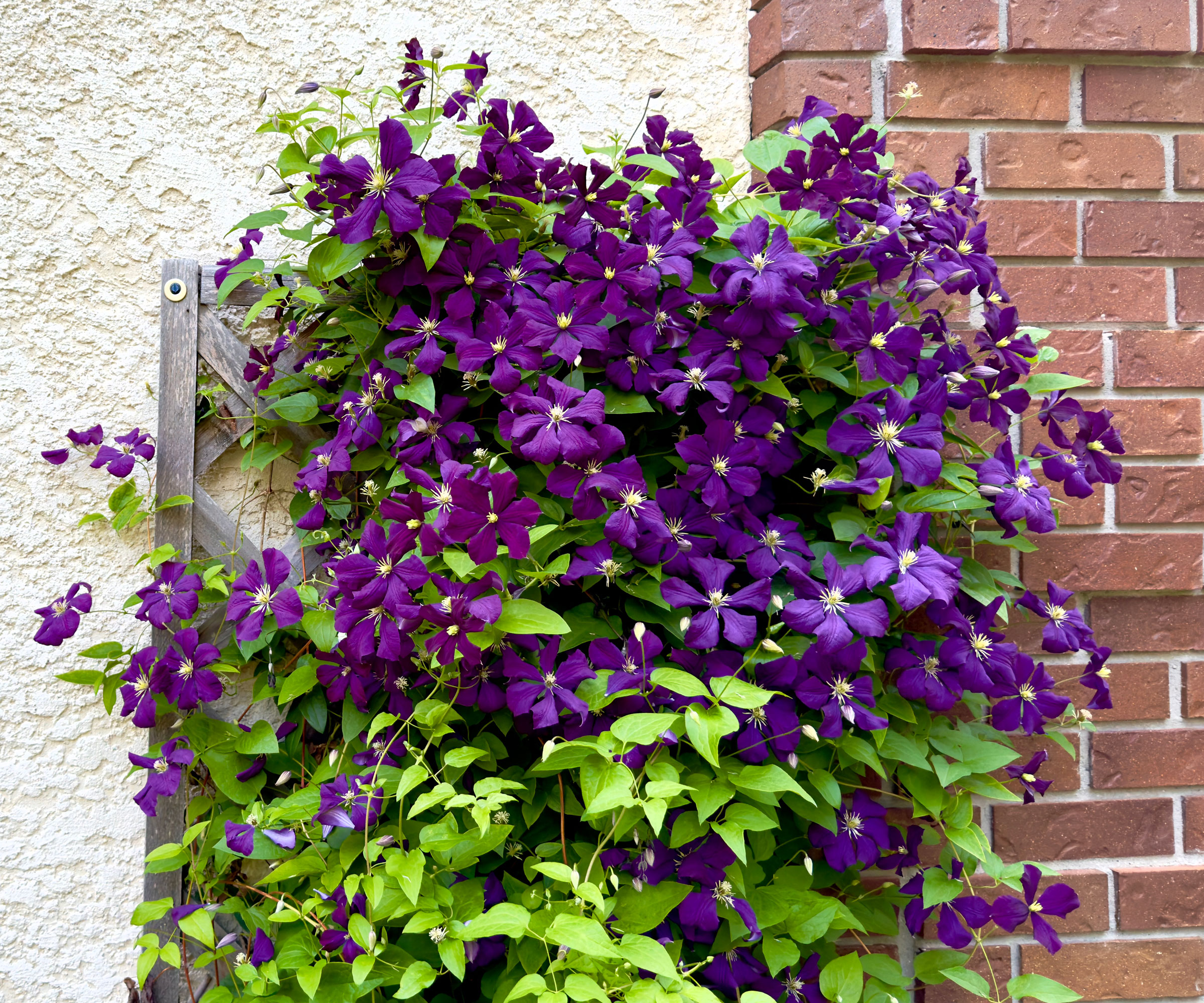 clematis plant growing up a white wall next to a brick wall and filled with deep purple flowers
