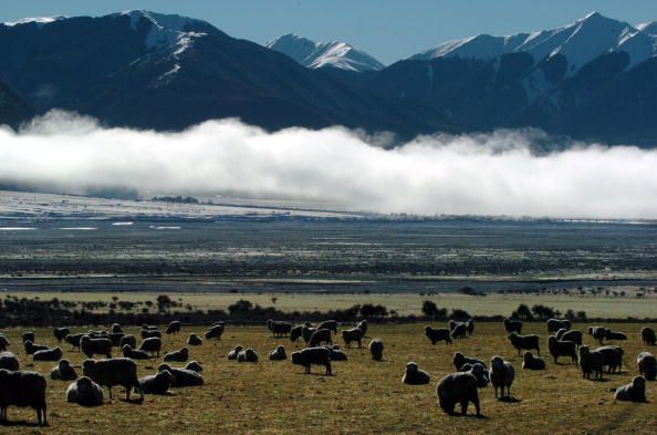 Sheep in New Zealand.