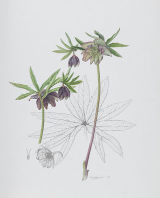 Botanical illustration