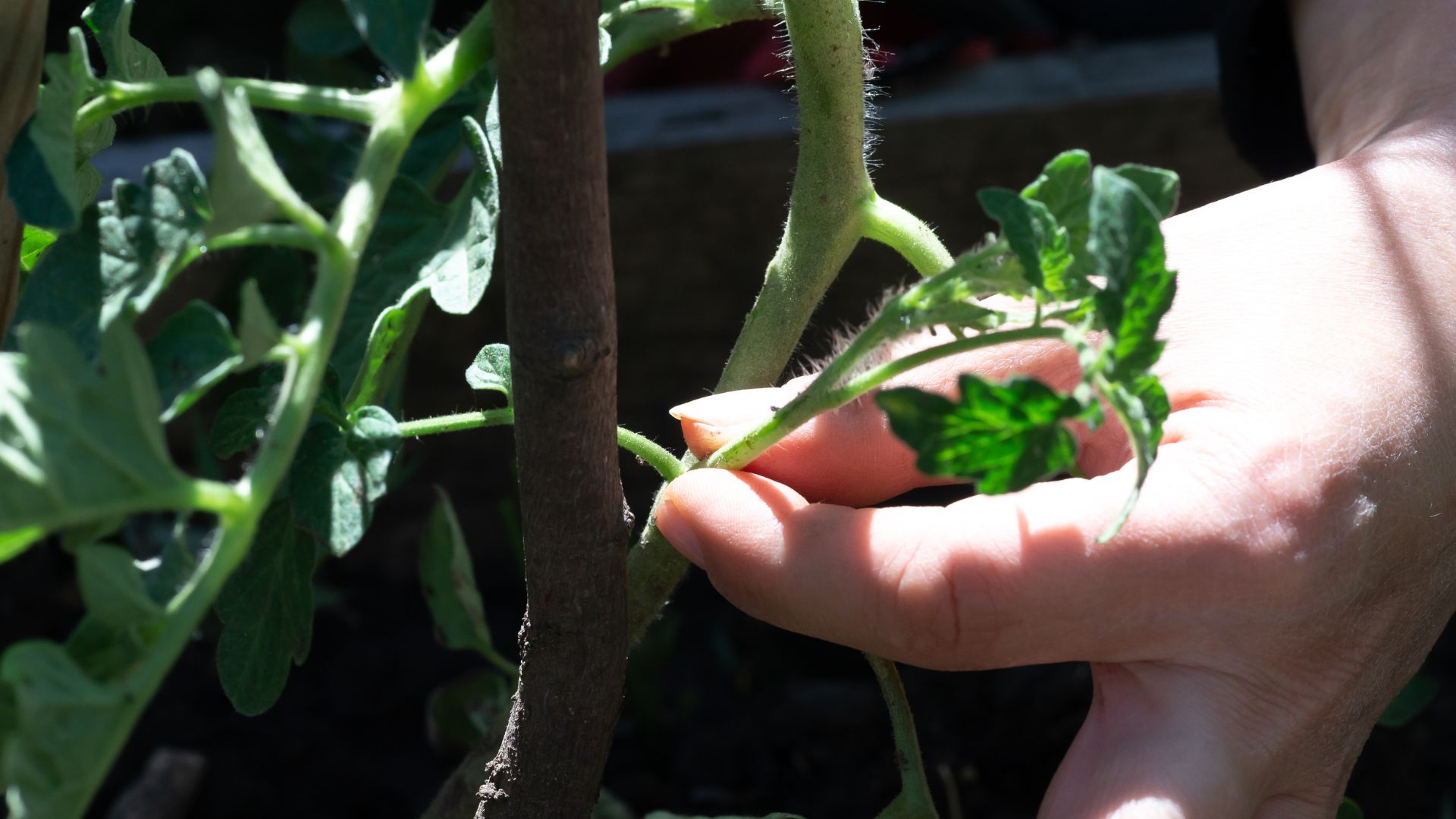 picture of gardener pinching out side shoots from tomato plants