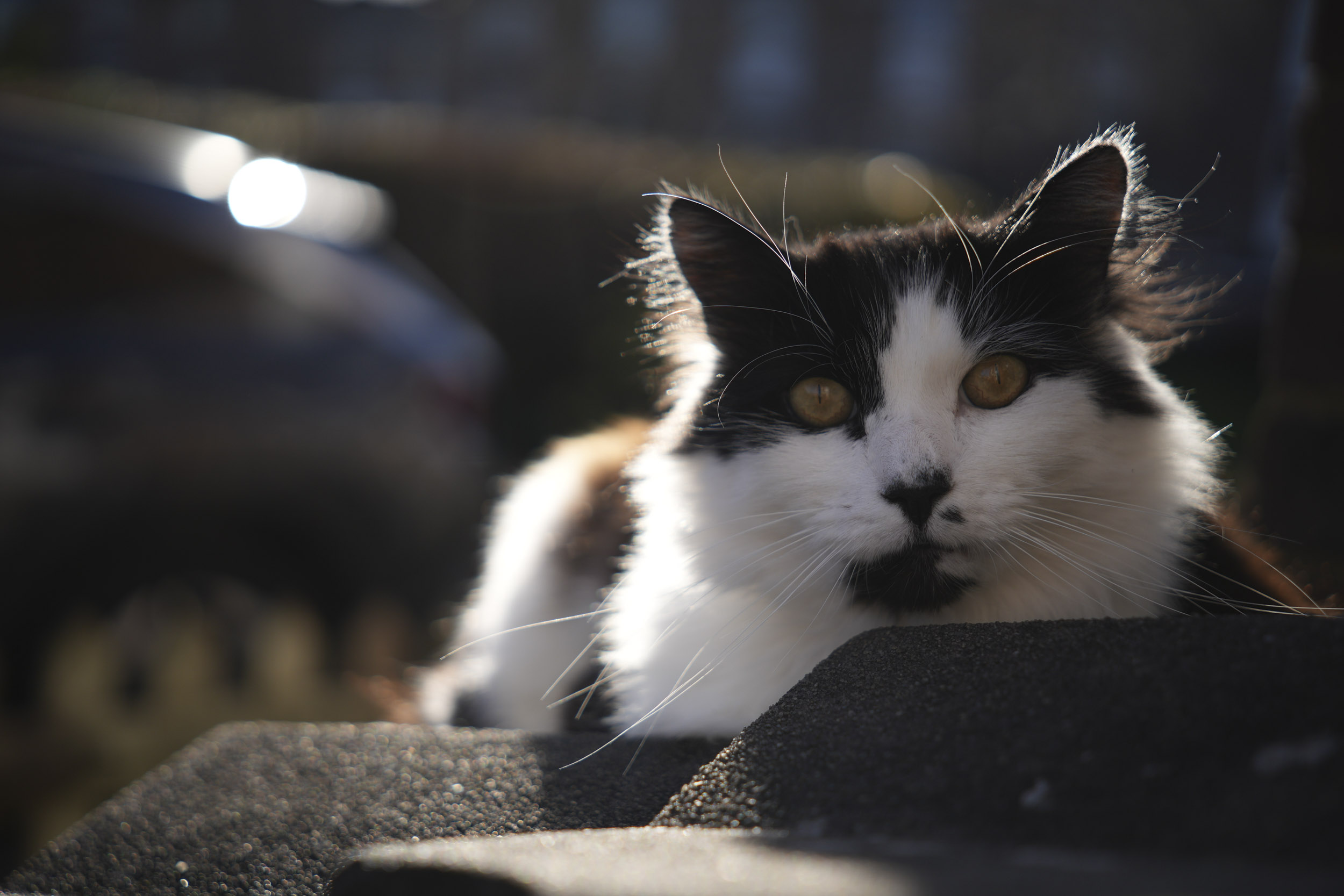 A test shot taken with the Sigma 17-40mm f1.8 DC Art lens to show blurry backgrounds when shooting at its wide f/1.8 aperture