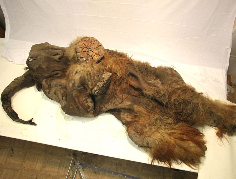 The frozen mammoth carcass is the first complete specimen to be studied. 