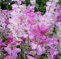 Clary Sage Pink Sundae Salvia seeds, $7.99, Amazon
